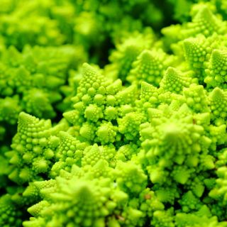Kalafior Romanesco Natalino - o róży zielonej