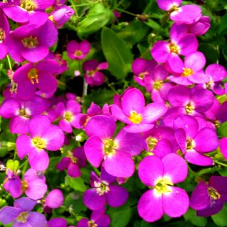 Gęsiówka alpejska różowa