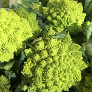 Kalafior Romanesco Natalino - o róży zielonej