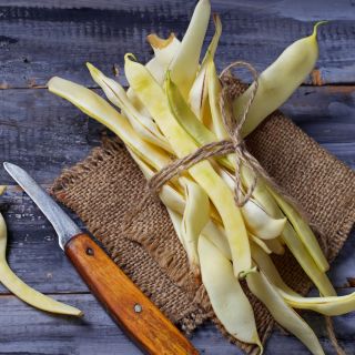 Fasola Galopka - karłowa żółtostrąkowa