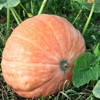 Dynia olbrzymia Atlantic Giant - gigantyczne owoce, nawet 300kg