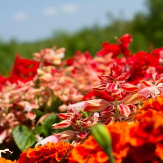 Szałwia błyszcząca White RED Bicolour