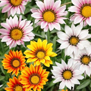 Gazania lśniąca