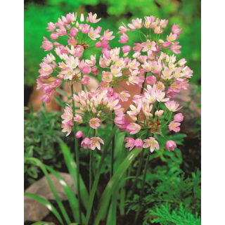 Czosnek różowy - Allium roseum - 20 szt.