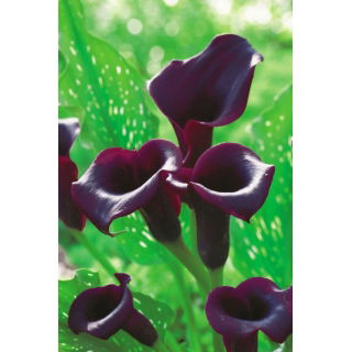 Calla Schwarzwalder