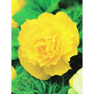 Begonia pełna - żółta - 2 szt.