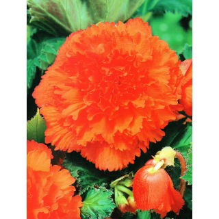 Begonia strzępiasta - pomarańczowa - 2 szt.