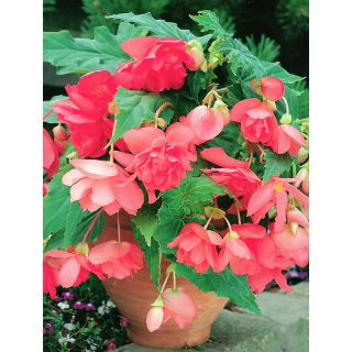 Begonia zwisająca - różowa - 2 szt.