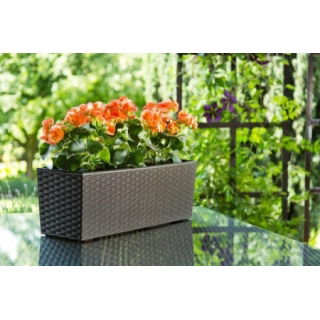 Kwietnik Begonia - 19 x 56 cm - rattan frappe