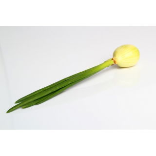 Cebula zimujące Hiberna nasiona