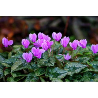 Cyklamen neapolitański - Cyclamen neapolitanum
