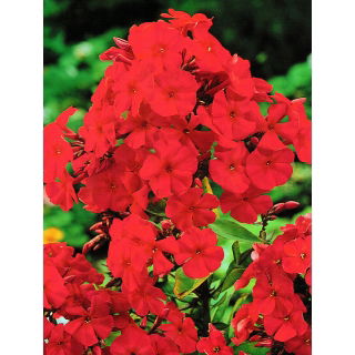 Floks (Phlox) - Płomyk wiechowaty - czerwony - 1 szt.
