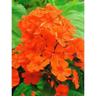 Floks (Phlox) - Płomyk wiechowaty - pomarańczowy - 1 szt.