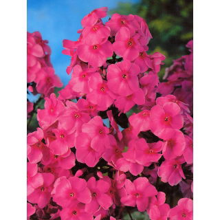 Floks (Phlox) - Płomyk wiechowaty - różowy - 1 szt.