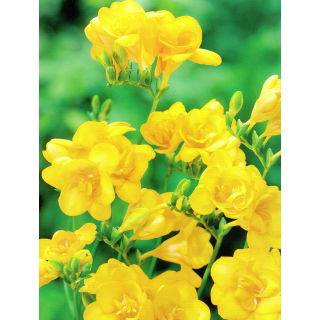 Frezja pełna żółta - Yellow - 10 szt.