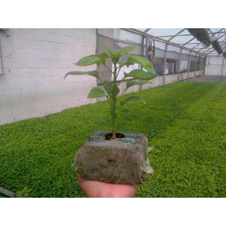 Pęczniejąca doniczka torfowa - GrowBlock - 80x80 mm - 12 szt.