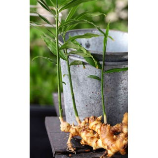 Imbir - Zingiber - sadzonka