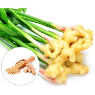 Imbir - Zingiber - sadzonka, uprawa imbiru - 1 szt.