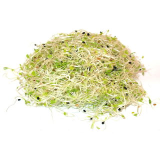 Nasiona na kiełki - Cebula