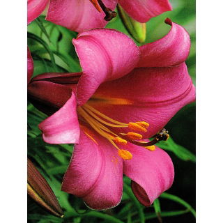 Lilia trąbkowa - Pink Perfection - 1 szt.
