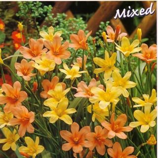 Homeria Mixed - 10 szt.