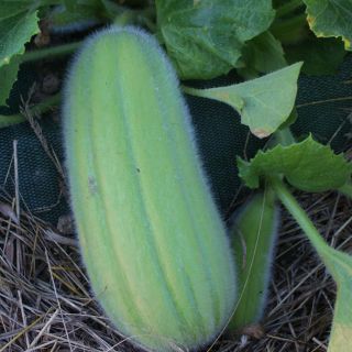 Ogórek melonowy Carosello Barese