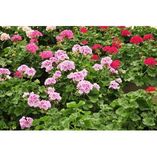 Nasiona pelargonii