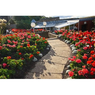 Pelargonia - mieszanka kolorów