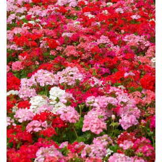 Pelargonia - mieszanka kolorów