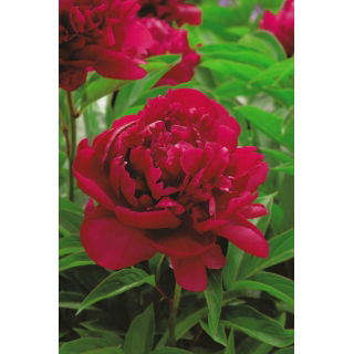 Piwonia, Paeonia - Madame Gaaudichau - sadzonka
