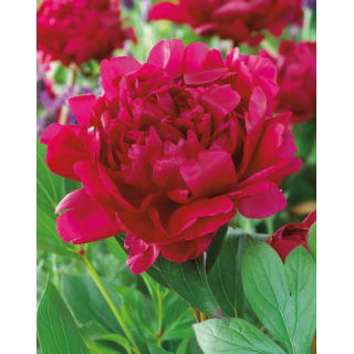 Piwonia, Paeonia - Felix Crouse - sadzonka