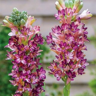 Tuberoza wonna różowa - Polianthes Pink Saphier - 1 szt.