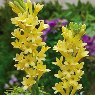 Tuberoza wonna żółta - Polianthes Yellow Baby - 1 szt.