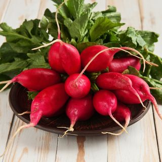 Rzodkiewka Silesia - soczysta i delikatna