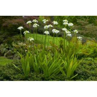 Śniedek Saundersa - Ornithogalum saundersiae