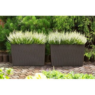 Kwietnik Werbena - 19 x 56 cm - rattan mokka