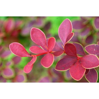 Berberys Thunberga - Golden Ring - sadzonka