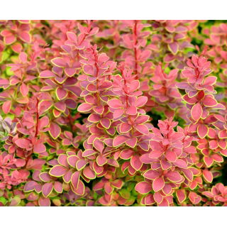 Berberys Thunberga - Golden Ring - sadzonka