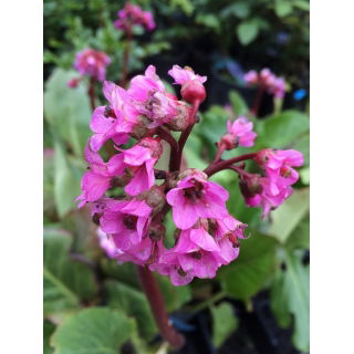 Bergenia - Rotblum - sadzonka