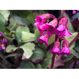 Bergenia - Rotblum - sadzonka