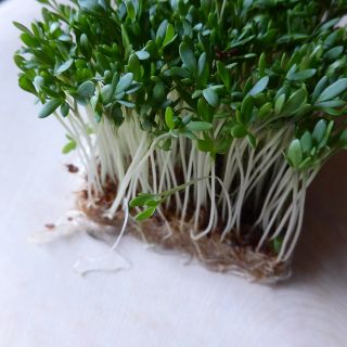 BIO Rzeżucha - Certyfikowane nasiona ekologiczne