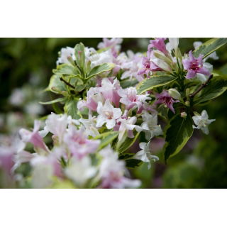 Krzewuszka cudowna - Nana Variegata - sadzonka
