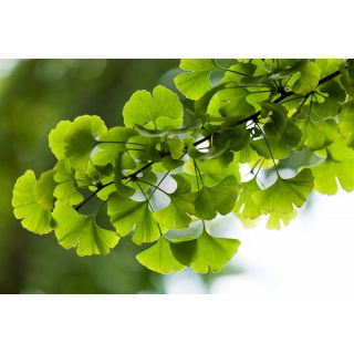 Miłorząb japoński - Ginkgo biloba - sadzonka