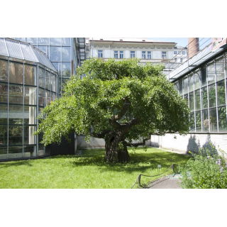 Miłorząb japoński - Ginkgo biloba - sadzonka