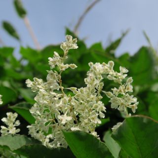 Rdest Auberta - sadzonka