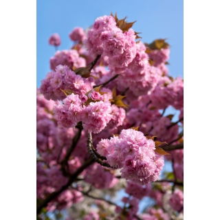 Wiśnia japońska 'Shimidsu Sakura' - duża sadzonka