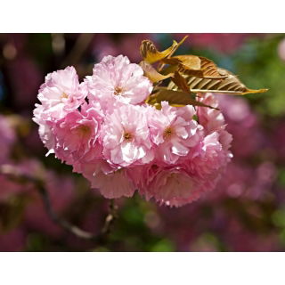 Wiśnia japońska 'Shimidsu Sakura' - duża sadzonka