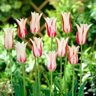 Tulipan Marilyn - opak. 5 szt.
