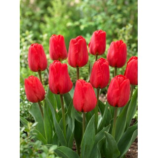 Tulipan Apeldorn - 5 szt.