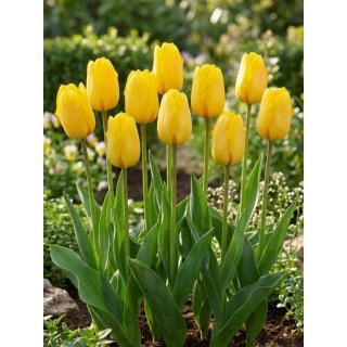 Tulipan żółty - Yellow - 5 szt.
